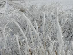 perfect Frozen Grass