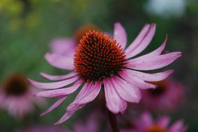 unusually beautiful Pink Brown flower