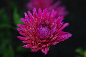 impressively beautiful Pink Floral