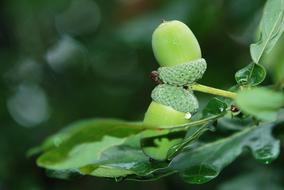 green acorns and wet oak leaf