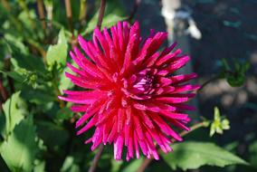 magnificent Anemone red Flower
