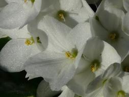 extraordinarily beautiful Hydrangea Blossom