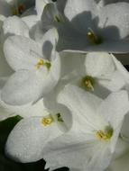 magnificent Hydrangea Blossom