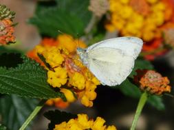 Lantana Flower Butterfly