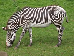 Zebra Black And White