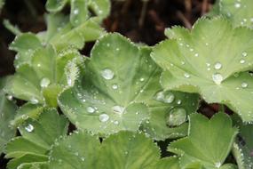 absolutely beautiful Drop Of Water Leaf