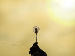 ravishing Dandelion Flower Sun