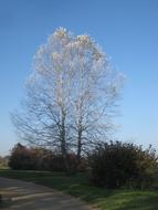 ravishing Tree Autumn