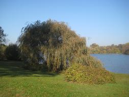 wide Tree on shore at summer