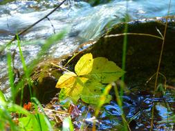 fabulous Leaves Bach