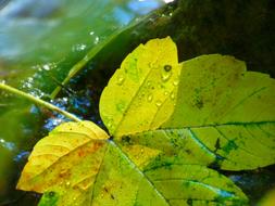 Autumn Maple Leaf on water