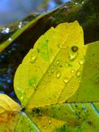 perfect Leaf Maple Autumn