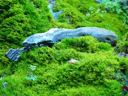 Moss Wood Green stone