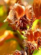 autumn beech fruits on a branch