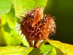 Beechnut Tree flower close-up on blurred background