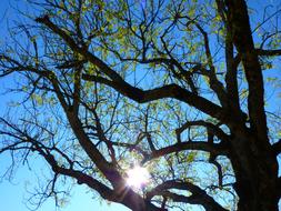 Tree Aesthetic Branches sky sun