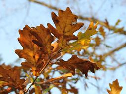 Autumn Leaves orange dry