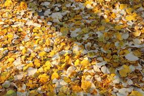 photo of yellow and white autumn foliage