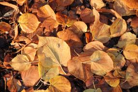 fabulous red Autumn leaves