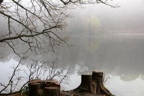 Autumn Tree and lake