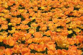 perfect Tulips Holland