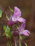 flowering himalayan balsam