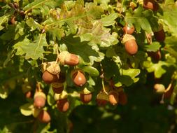 brown acorns under the sun on an oak branch
