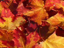 Autumn Leaf red orange