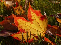 orange Autumn Leaf