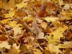 macro photo of dry autumn foliage