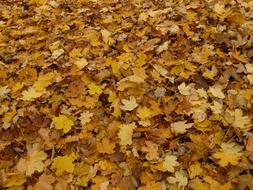 Leaves Foliage Maple