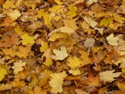 Leaves Fall Maple orange