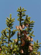 photo of cones on top of a spruce