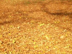 golden autumn foliage in the play of light and shadow