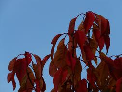 red leaves of east asian cherry