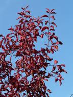 perfect Leaves Red Coloring