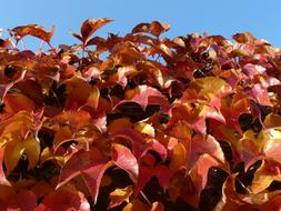 Vine Leaves red orange