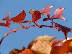 Partner Vine Leaves