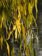 Willow Leaves green yellow