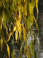 Willow Leaves green yellow