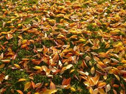 perfect Cherry Sheets Leaves