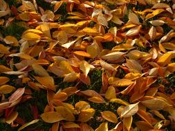 Cherry Sheets Leaves yellow