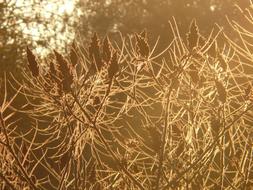 Deciduous Typhina Summer