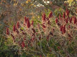 Rhus Deciduous Typhina