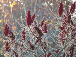 Rhus Deciduous Typhina