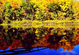 bright Fall Colors of forest at water