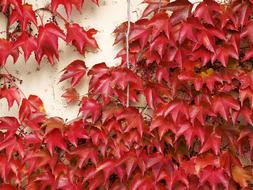 Textura Red foliage