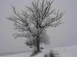 fabulous Snow Wintry tree