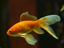 charming Veiltail Goldfish