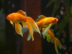 fabulous Fish Goldfish